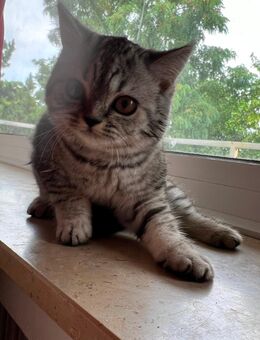 Katzenbaby weibliche Kätzchen Mix-Kitten BKH Perser - Duisburg