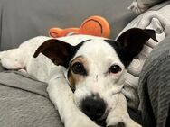 PAQUITA - süße Maus sucht Zuhaus 💕🐶 - Marienfließ