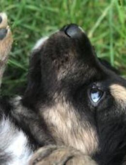 Wonneproppen Mustang ist bereit! - München