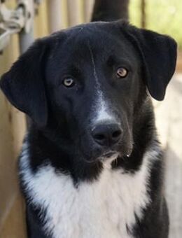 Fabius, geb. ca. 01/2023, Griechenland - Markdorf