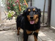 Molly - Mönchengladbach