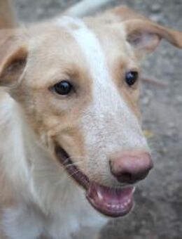 Calippo, unkompliziert - Kettershausen