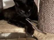 Wurfankündigung von reinrassigen Maine Coon - Babys, die Cat- Altern besitzen Stammbaum. - Gütersloh Zentrum