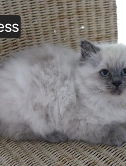 6 flauschige Ragdoll Kitten Abgabe ab 01.10. - Burgdorf (Landkreis Region Hannover)