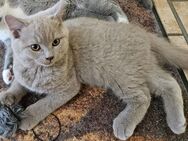 BKH Kitten männlich *Abgabebereit* zuckersüßer Britisch Kurzhaar Kater - Dingelstädt