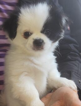 3 Monate alte Welpen suchen ein liebevolles Zuhause 🐶 - Dortmund
