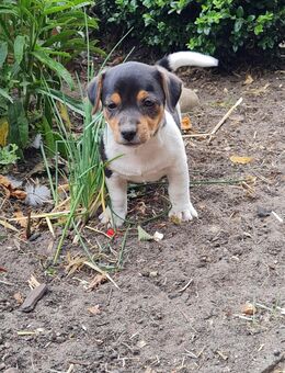 Jack Russell Welpe Rüde - Garbsen