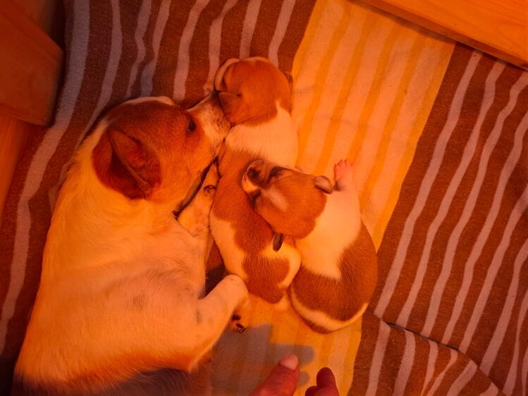 Chihuahua Mix Welpen - Heek