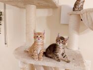 Zuckersüsse Maine Coon Kitten - Dingolfing