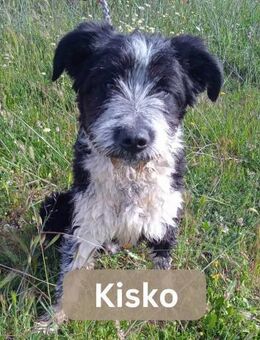 KISCO, m., kastr., Mischling, 52 cm - Sipplingen