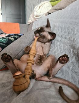 Nackt Kater - Rostock