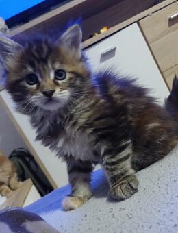 Xxl maine coon kitten reinrassig - Bad Kissingen