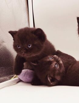 Wunderschöne BKH Kitten zu verkaufen - Münchsmünster