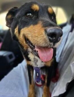 NOTFALL Poppy G braucht Menschen! - Mettmann