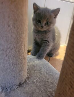 BKH Katze - Raunheim