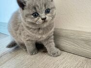Britisch Kurzhaar Kitten - Niederdorfelden