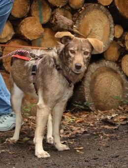 Rosca 47 cm 3 Jahre - Finning