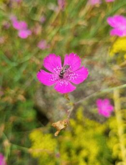 Heide- Nelke (Dianthus deltoides) - Horgenzell