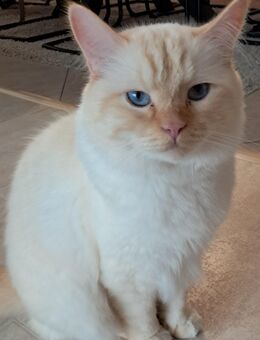 Zwei liebe Katzen wegen Allergie zu verkaufen - Böblingen