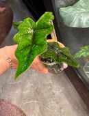 Alocasia Jacklyn albo (vergrünt) in 99628