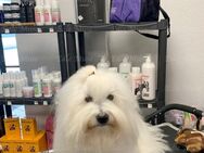 Hier eine weitere Wunderschöner Coton de Tulear Deckrüde - Heeßen