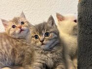 Katzen Babys - Bremen