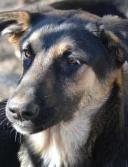 YANA - will endlich wieder lachen - Sulzbach-Laufen