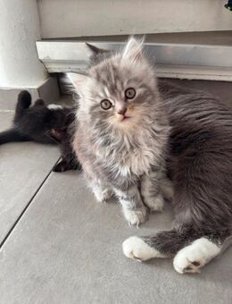 BKH Kitte Katze Katzen Baby BLH - Euskirchen Zentrum