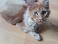 Maine coon kitten mit stammbaum - Pfungstadt