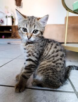 Kitten zu verkaufen - Stettfeld