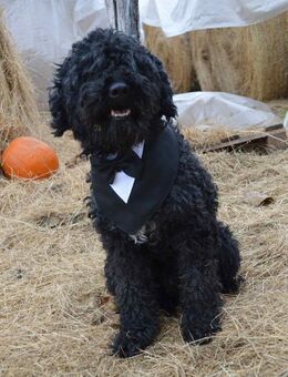 Cerka von kettenlos - Bollingstedt