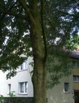 Gemütliche 2,5 Raum Wohnung in Gelsenkirchen - Gelsenkirchen