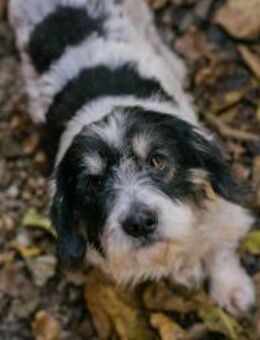 255536 - zusammen spielen und schmusen - Overath