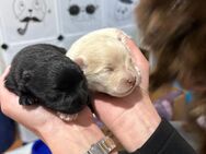 Hallo Hundefreunde ! - Oberstadion