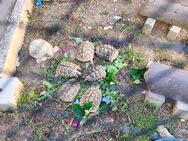 Griechische Landschildkröten THB zum Verkauf - Albershausen