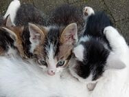 Maikatzen, katzenbabys, kitten - Havelsee