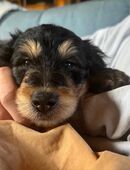 Schottischer Collie/pudel mix Welpen in 54316