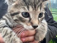 Kitten suchen ein neues Zuhause - Seeth-Ekholt