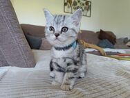 BKH Black Tabby Silver Kitten - Kätzchen - 1 Kater - Stützengrün