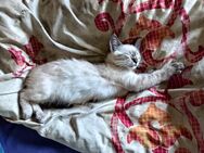 BKH White Tabby Kitten Katze - Dresden