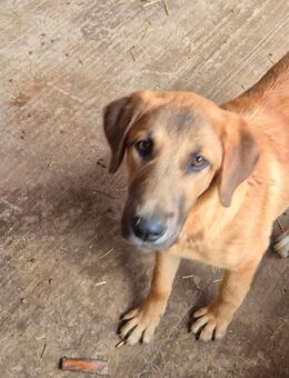 Sehr verschmuste Mischlingshüdinnen ca 6.5 Monate alt , suchen ein Zuhause - Hohe Börde