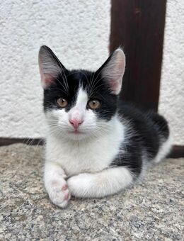 Süßer kleiner Kater, Britsh Kurzhaar - Mix - Alt Meteln