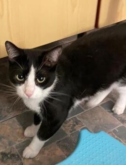 🌟 Liebevoller Kater Mario 🌟 - Eislingen (Fils)