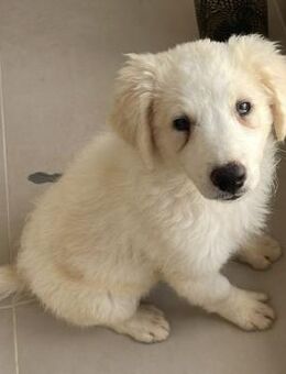 GITTA - liebes freundliches Hundekind - Velbert