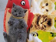 Bkh kitten reinrassige kurzhaar - Osnabrück