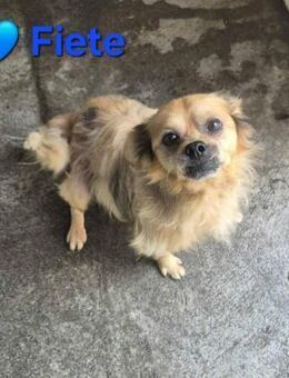 Fiete - lieb und freundlich - Höchst (Odenwald)