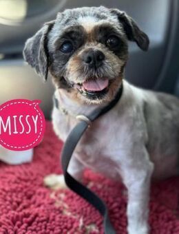Missy - eine schreckliche Vergangenheit - Flörsheim-Dalsheim