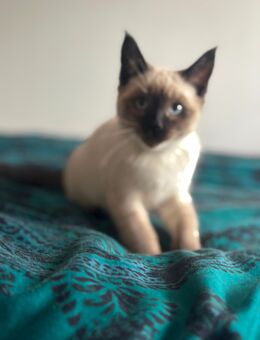 Reinrassige kitten Siam - Fulda