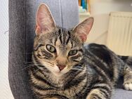 Hauskatze europäische Kurzhaar - Neuffen