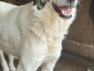 Maya ist eine sehr freundliche Lady 🐾 - Elsdorf (Nordrhein-Westfalen)